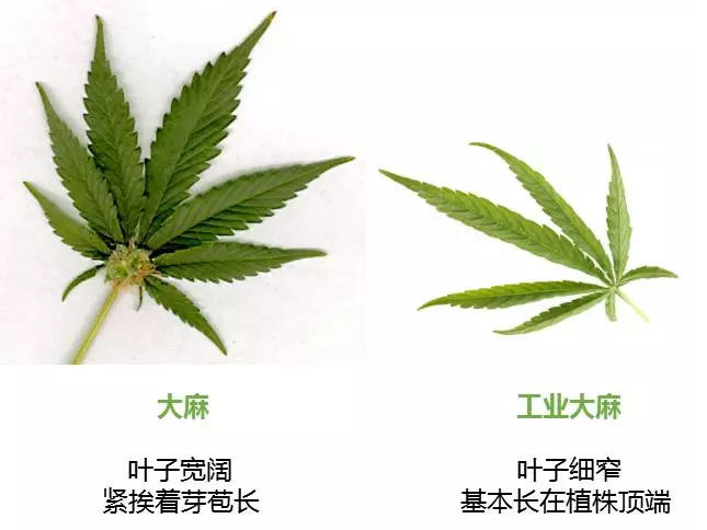 当前位置 毒品各论 大麻与烟草 正文 上个世纪90年代起,以